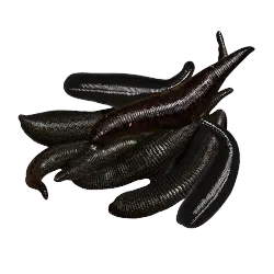 LEECH BAIT