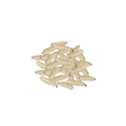 MEALWORMS BAIT