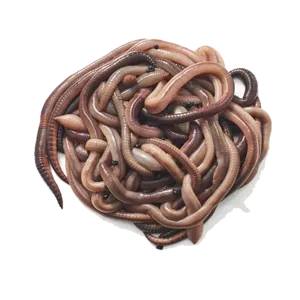 NIGHTWORMS BAIT